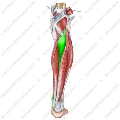 Tibialis posterior muscle (m. tibialis posterior)